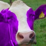 purple cow